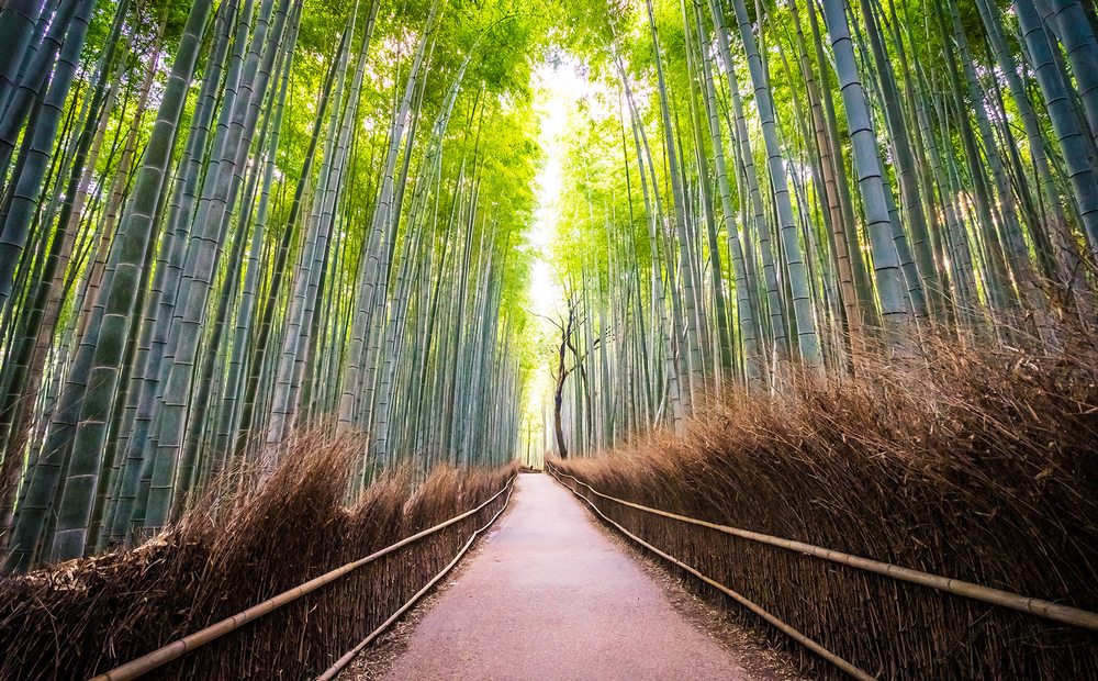 beautiful landscape bamboo grove forest arashiyama kyoto small