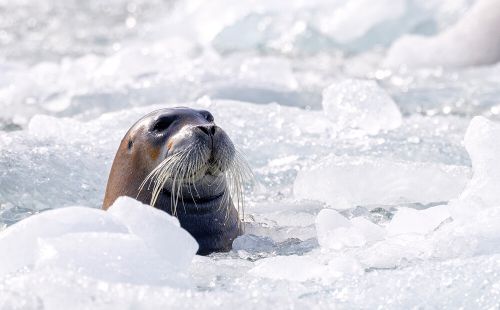 At the Edge of the World: What Do We Lose When the Ice Melts?