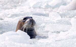 At the Edge of the World: What Do We Lose When the Ice Melts?