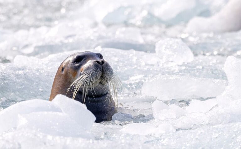 At the Edge of the World: What Do We Lose When the Ice Melts?