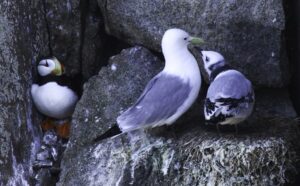At the Edge of the World: Little-Known Facts About Arctic Animals and Birds