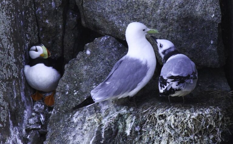 At the Edge of the World: Little-Known Facts About Arctic Animals and Birds