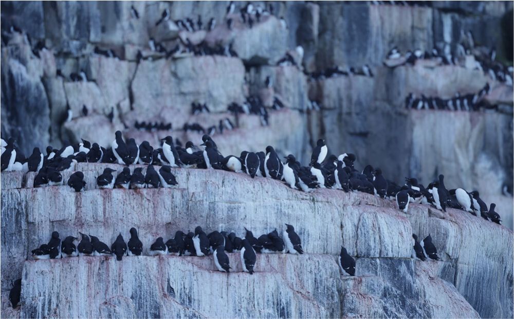 At the Edge of the World: The Arctic – A Place Where You Are Not Allowed to Die