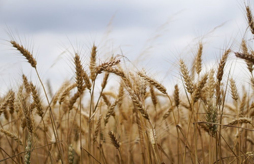 Где цены на сельхозпродукты растут быстрее?